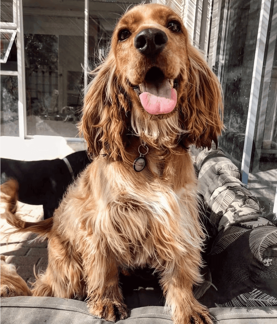 Happy cocker spaniel at The Canine Club