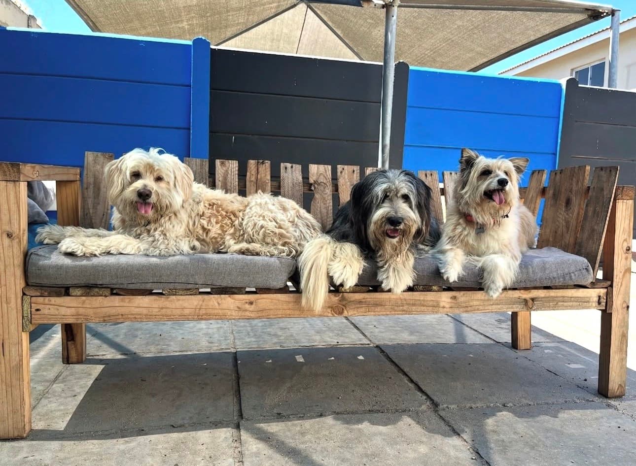 Daycare & Boarding