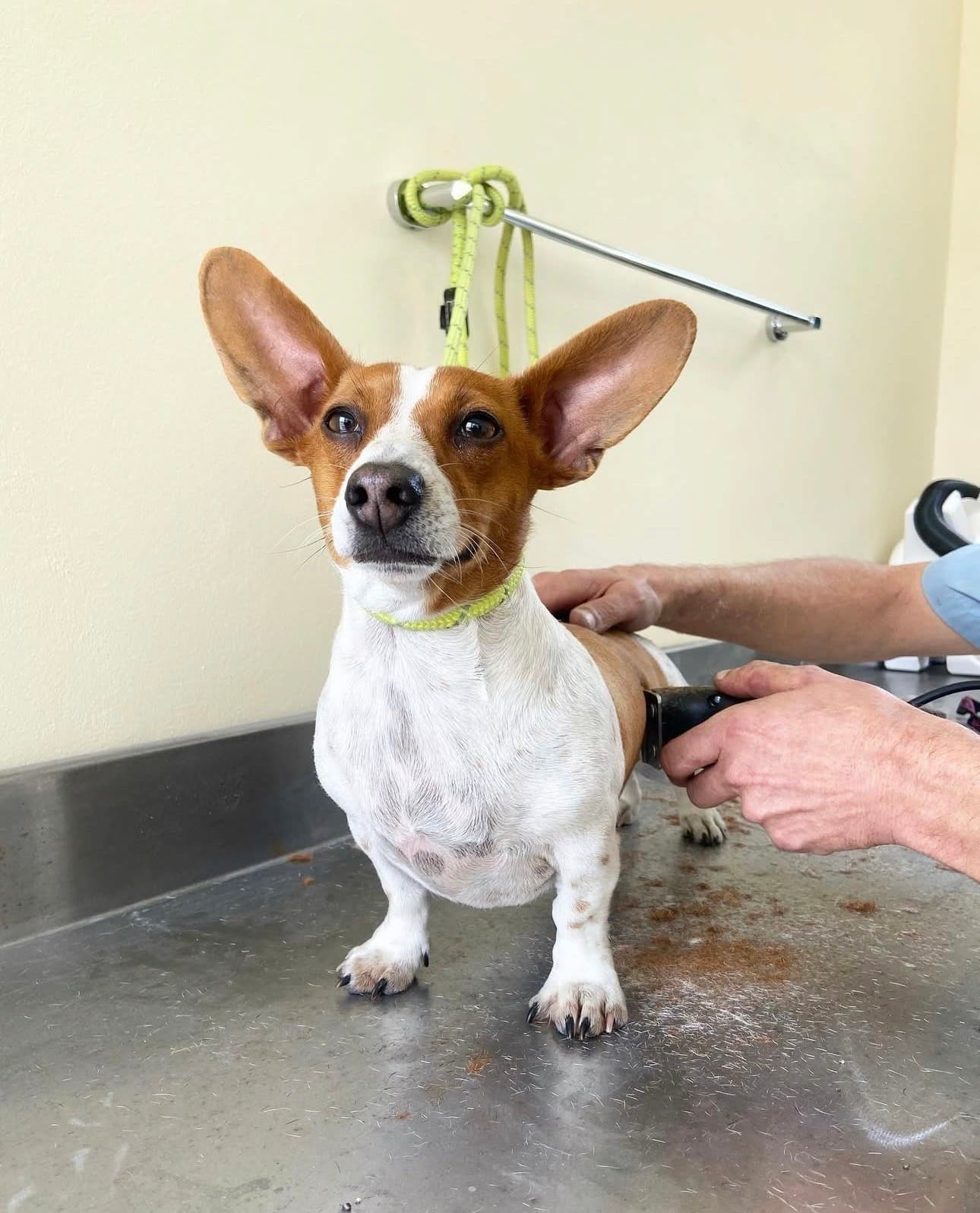 Groomers
