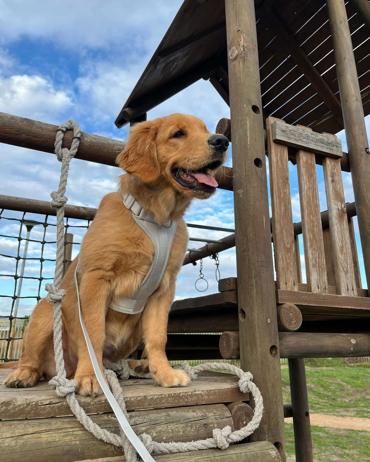 Dog Walking & Training Walks