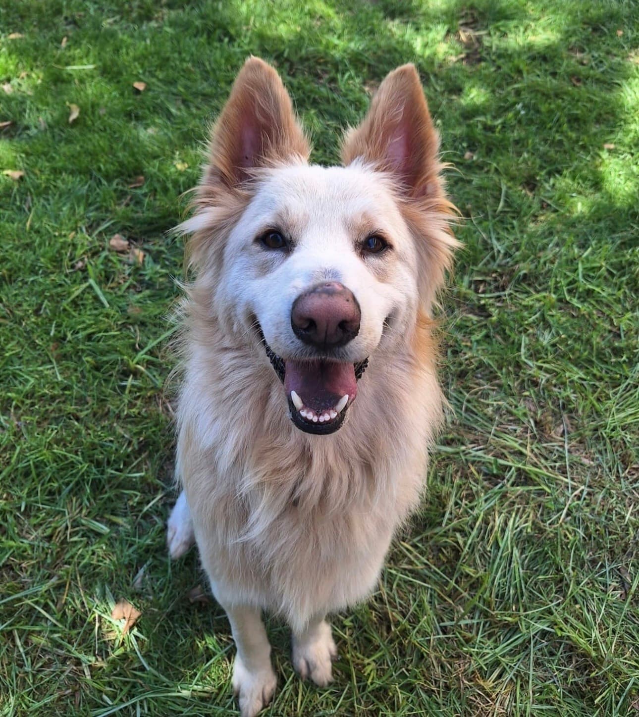 Happy golden dog on grass