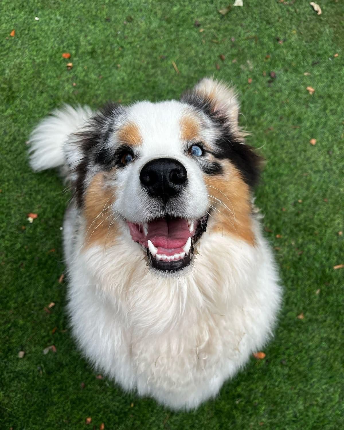 Australian shepherd smiling