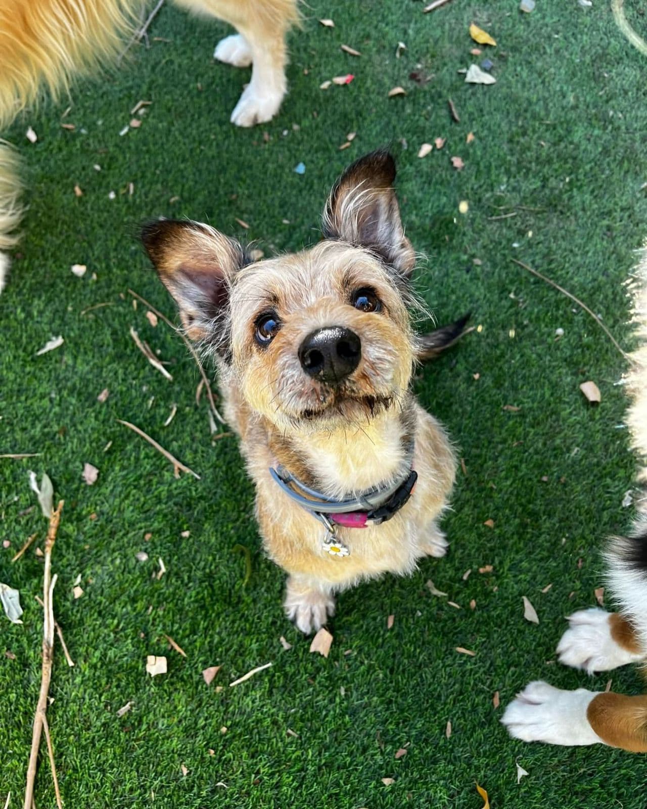 Terrier looking up on turf