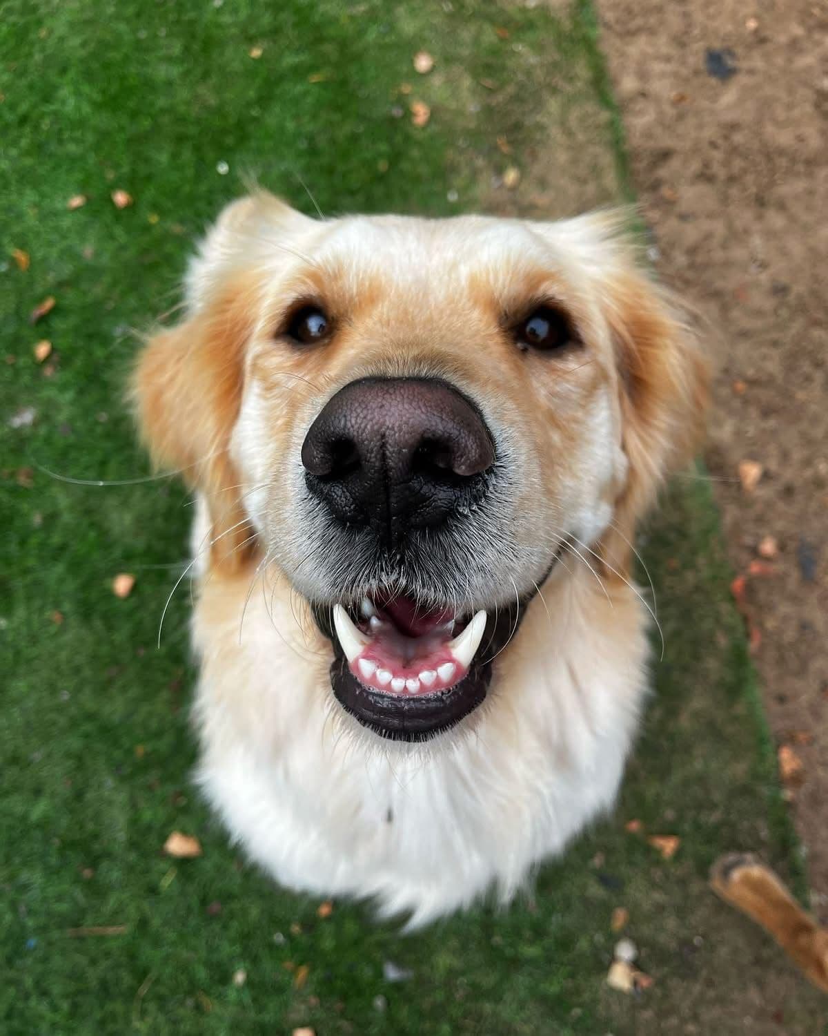 Golden retriever close up