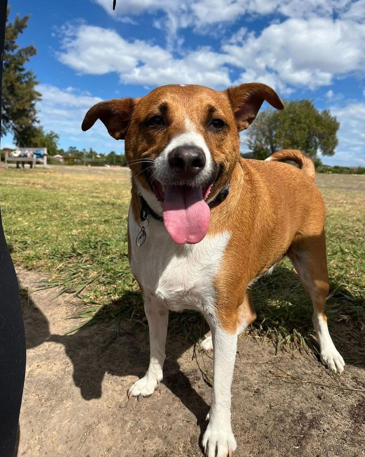 Jack russell in the park